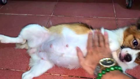 Mimi Gave Birth 5 Cute Puppies - She Becomes Newborn Mother Dog Now | Viral Dog Puppy