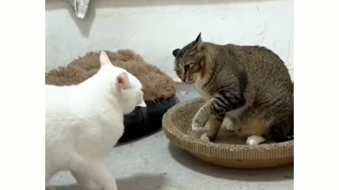 He knows he did wrong