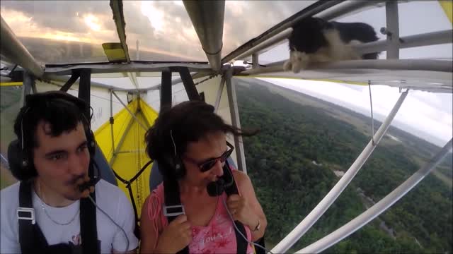 Remove cat before flight