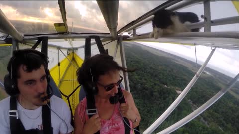 Remove cat before flight