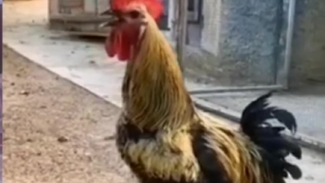 Motivated Rooster