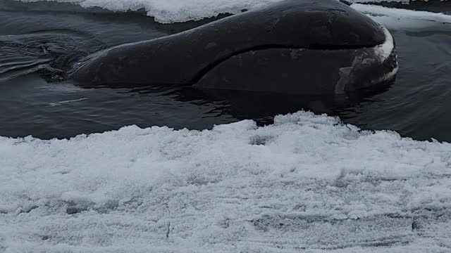 Floe Edge Bowhead Whale Sighting