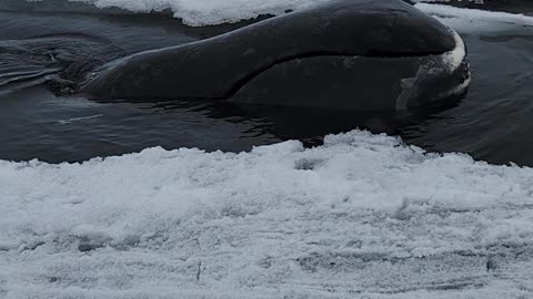 Floe Edge Bowhead Whale Sighting
