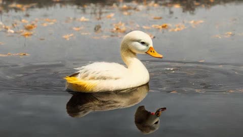 WHISTLING DUCKS | RELAXATION.