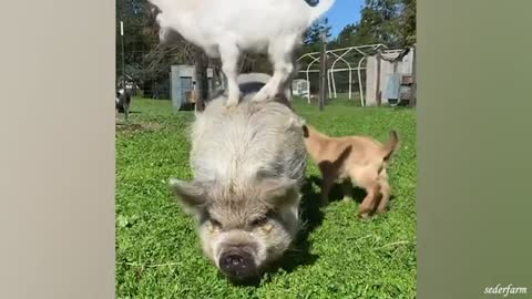 funny animals