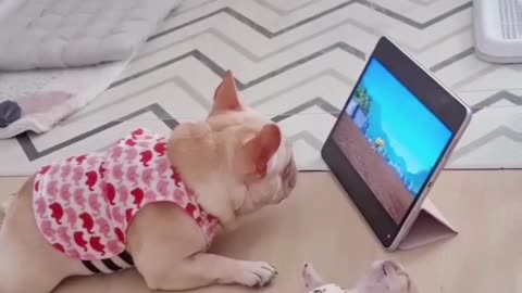 The cat's big ears stand up all the time