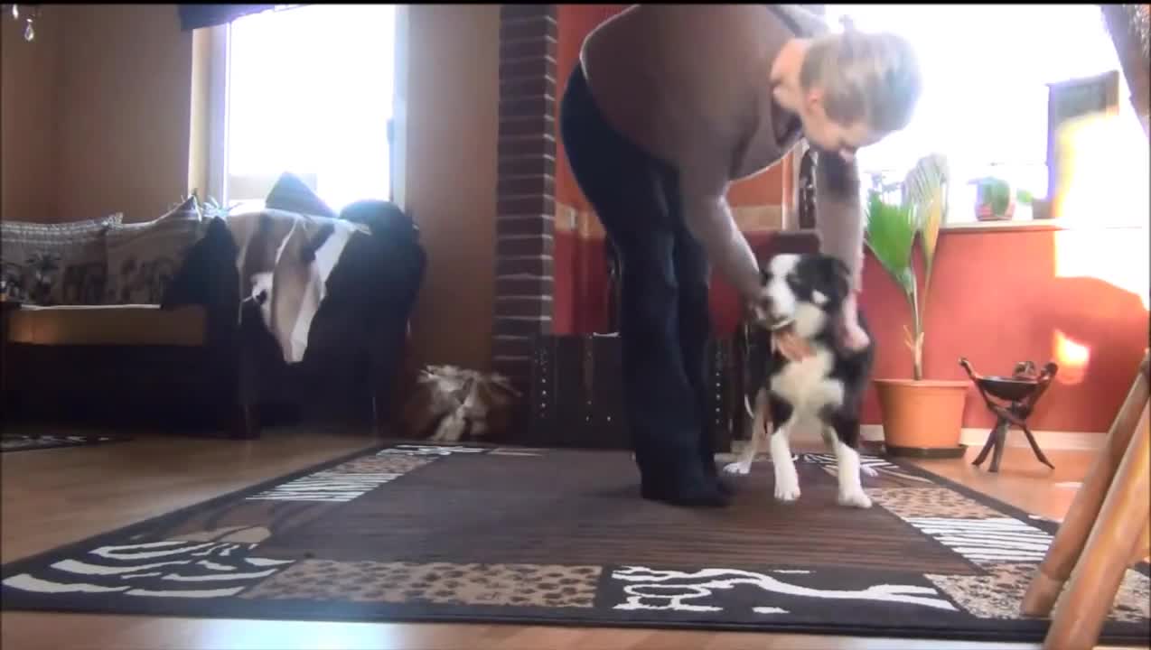 Training with young Border Collie
