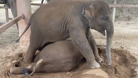 Baby elephants playing🥰