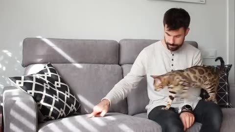 Learn 5 cat Tricks
