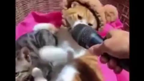 Cat and Dog funny video Funny animals