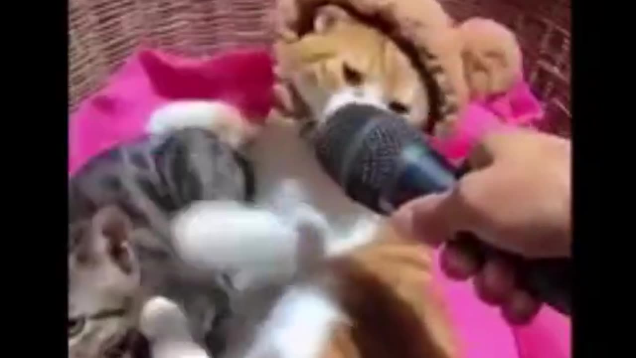 Cat and Dog funny video Funny animals