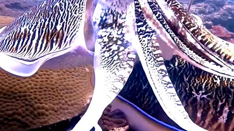 Satisfying pharaoh cuttlefish ASMR That Makes You Calm Original Satisfying Videos PART - 30