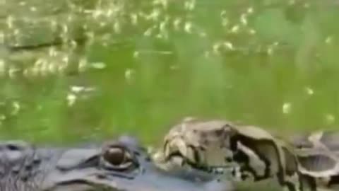 Snake & Gator Dangerously Close