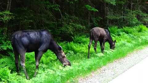 Moose on the loose