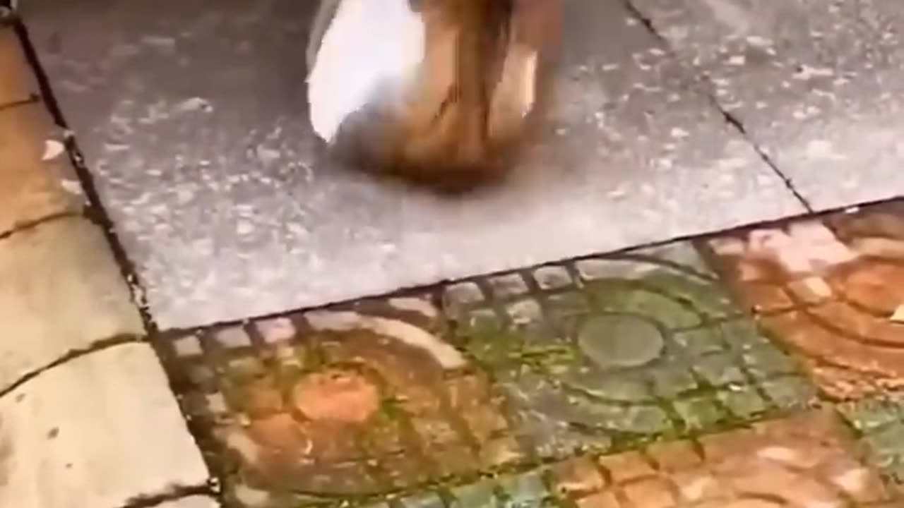 funny animals