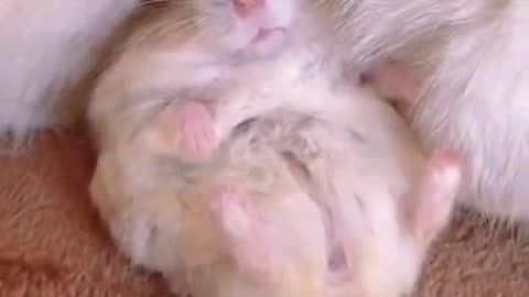 Cat and Hamster Become Best Friends