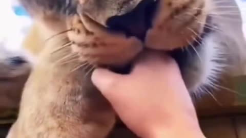 Predators exist