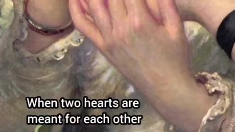 Absent Heart