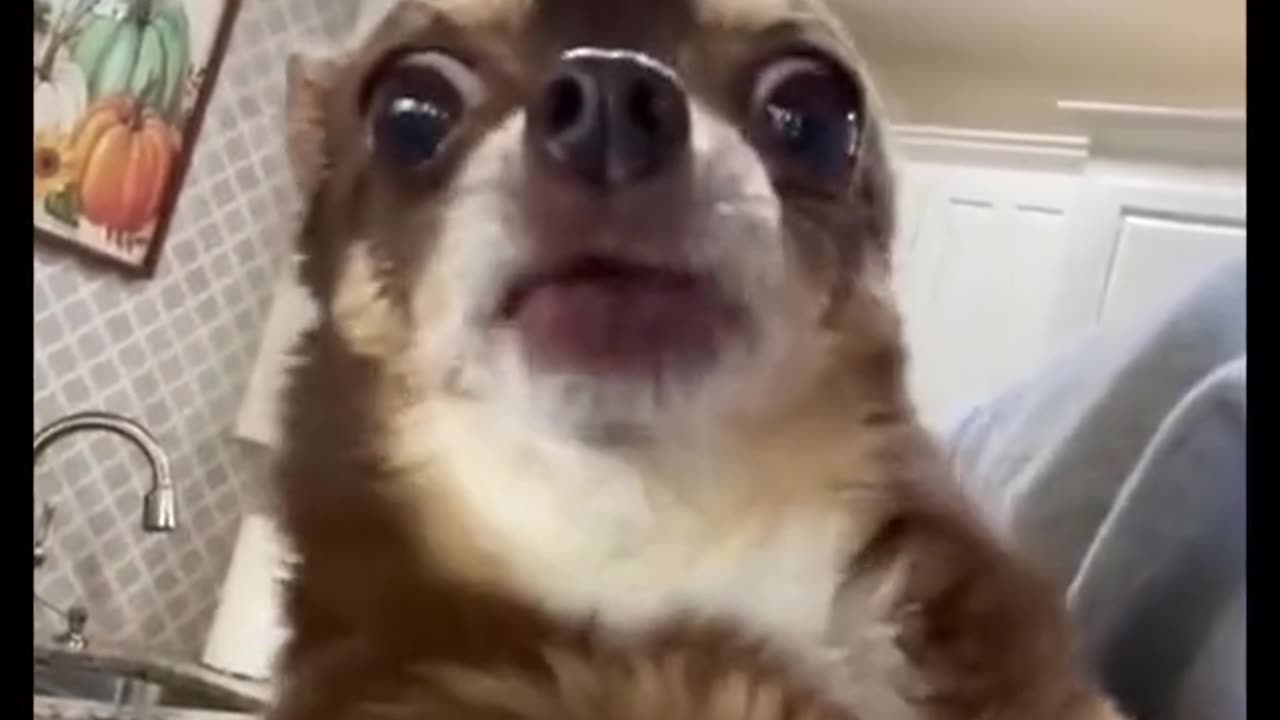 Animal funny video