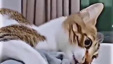 Funny Animal Video #Shorts