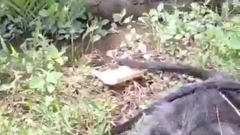 Poor monkey got electric shocked 😱