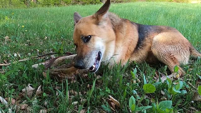 Beauiful shepherd dog