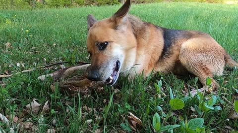 Beauiful shepherd dog