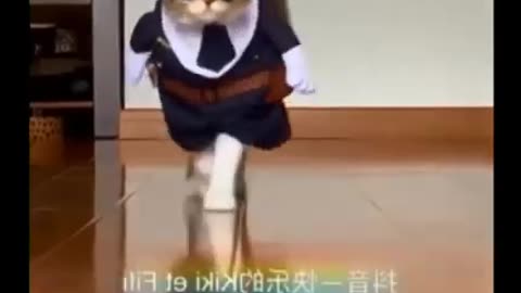 Adorable, adorable, tiny puff ball kittens and cats with hilarious movements