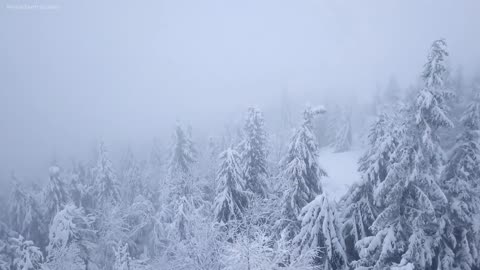 Magnificent Mountains, Forests