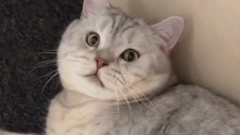 Lazy cat