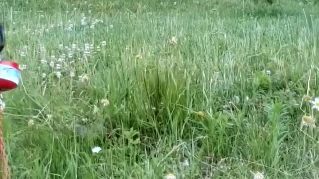 Foxes in the field