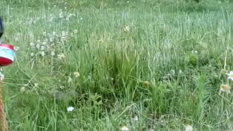 Foxes in the field