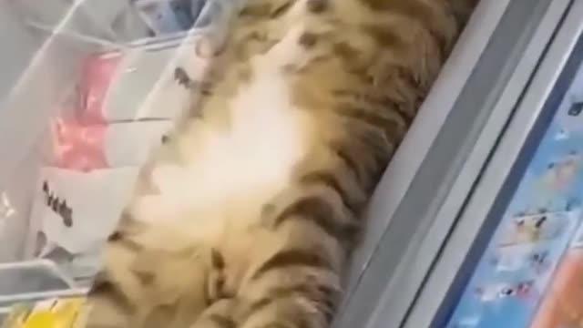 cute animals for you!!!