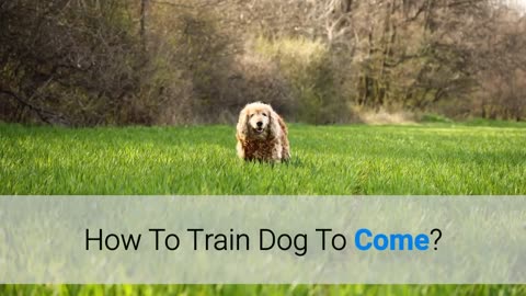 Dog Training