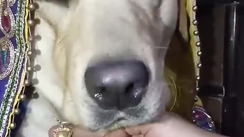 Cute labrador #dog shy on 52 gaj ka daman - renuka pawar song #cat #cute #kitten