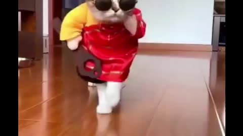 cat walk