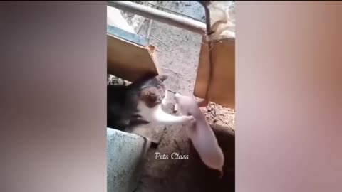 Funniest Dogs And Cats Videos 😂 - Best Funny Animal Videos 2023 🥰