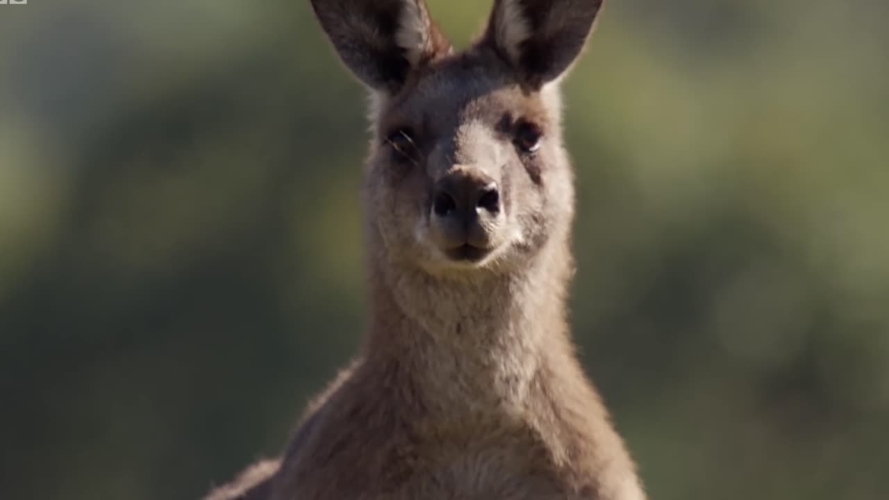 Kangaroos from australia ! You must see this vidio for your knowladge | Part 3