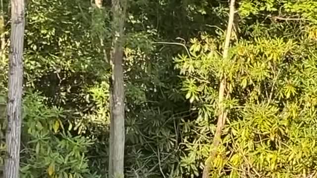 Bear has a Ball in the Water