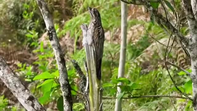 Mother and Son of the Owl