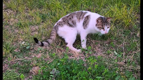 The cat is drinking water and eating