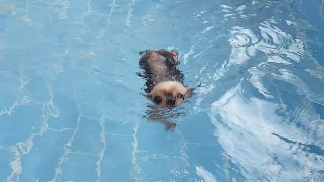 A puppy practicing swimming