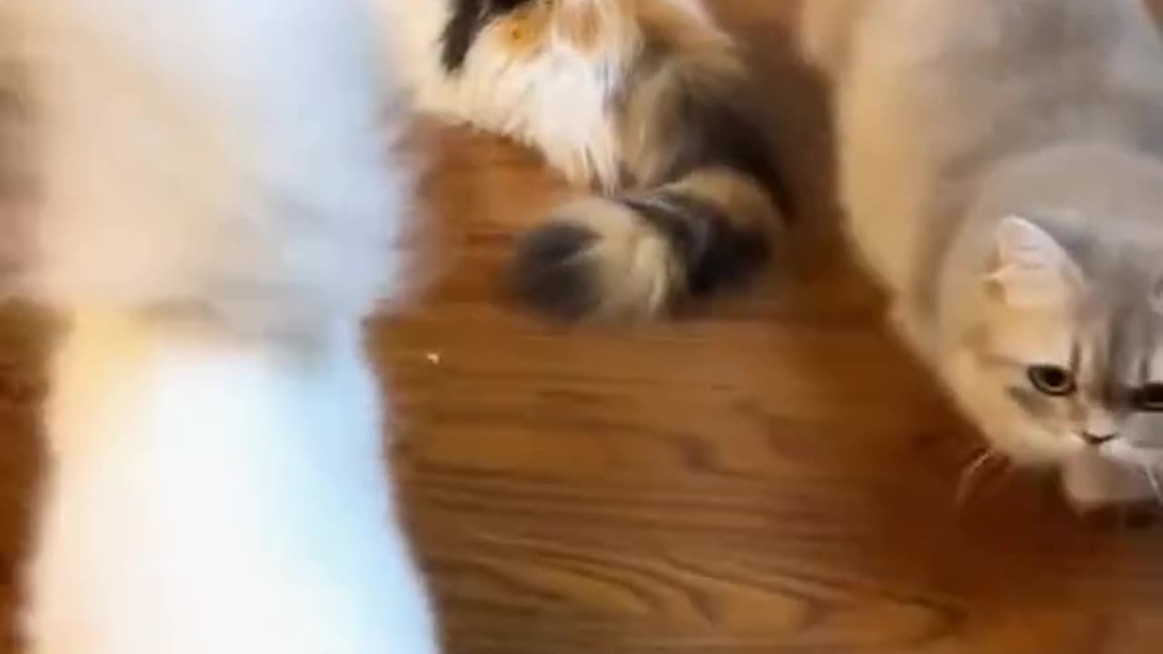 Cute baby dog's