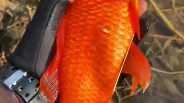 fish funny