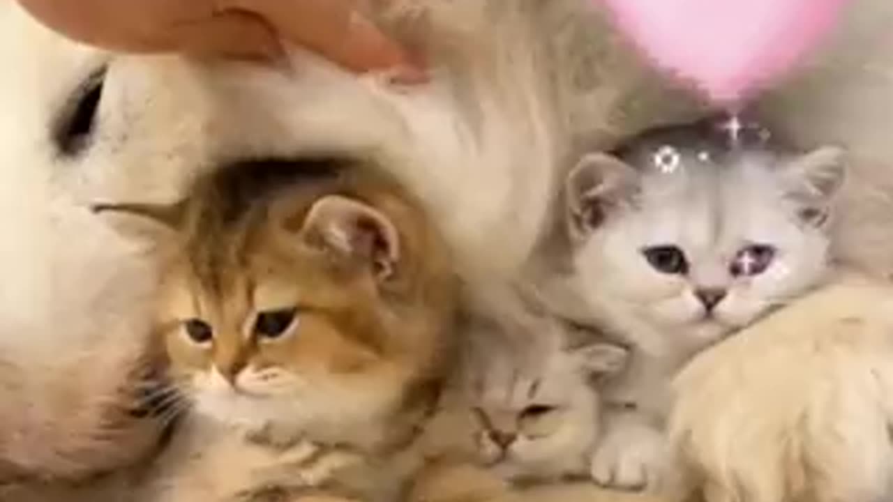 Friend for life...🐶🐱