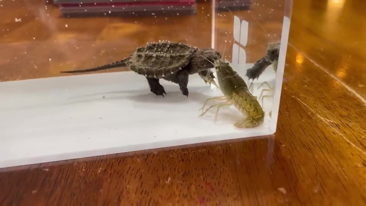 Baby Snapping Turtle vs Crayfish