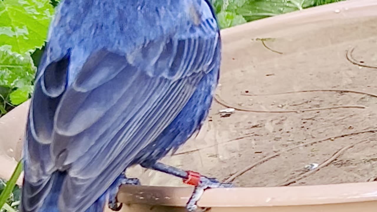 azulão ultramarine grosbeak - aviary birds