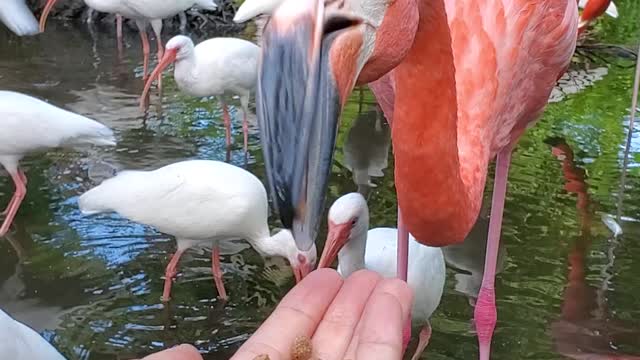 Flamingo feasting