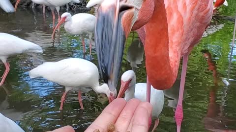 Flamingo feasting