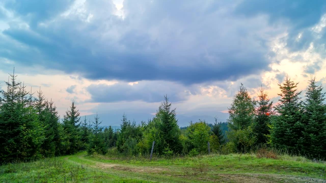 Yellow sunset over the pine forest